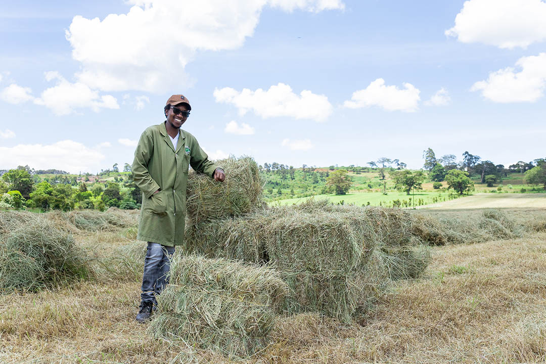 Rhodes Grass Gathoni Farm